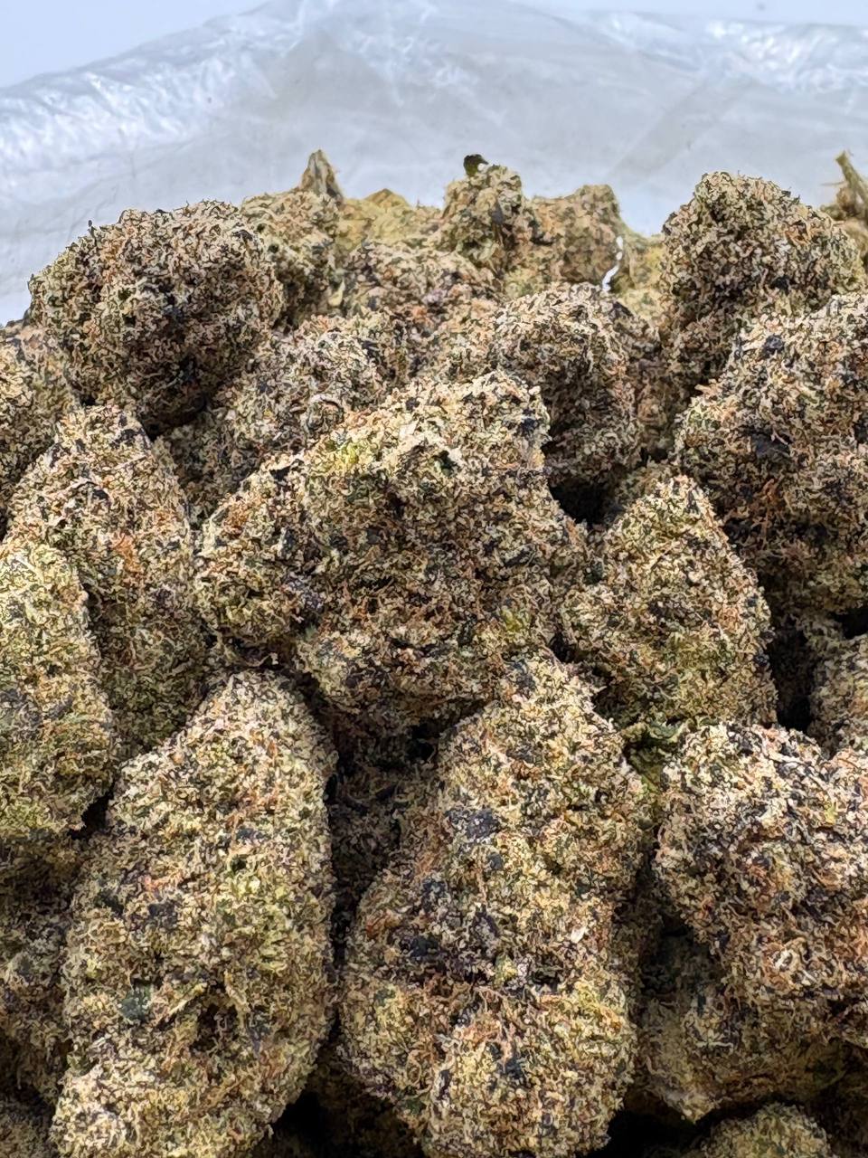 Lemon Cherry Guava  (Qp 375)