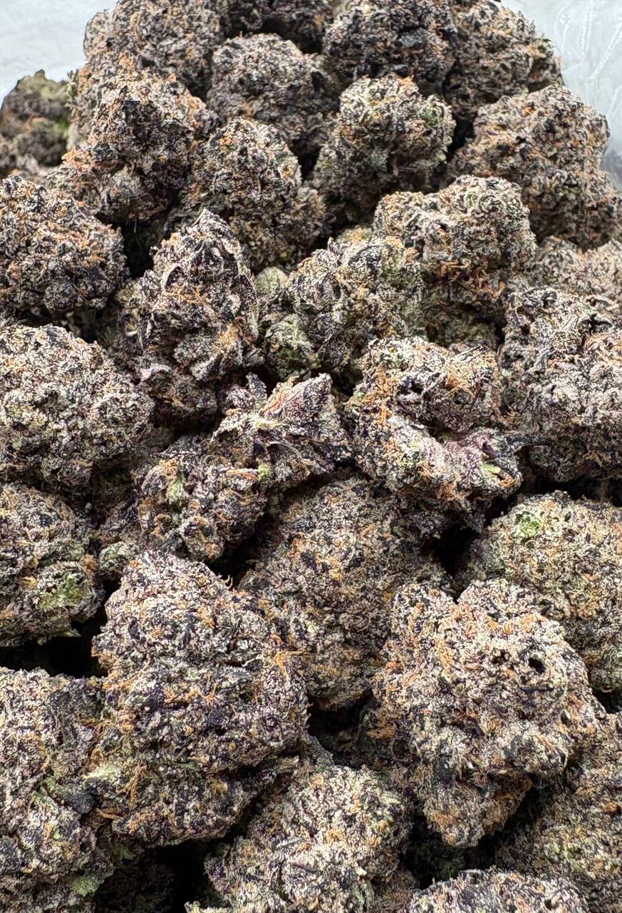 King Cobra (Qp 370)