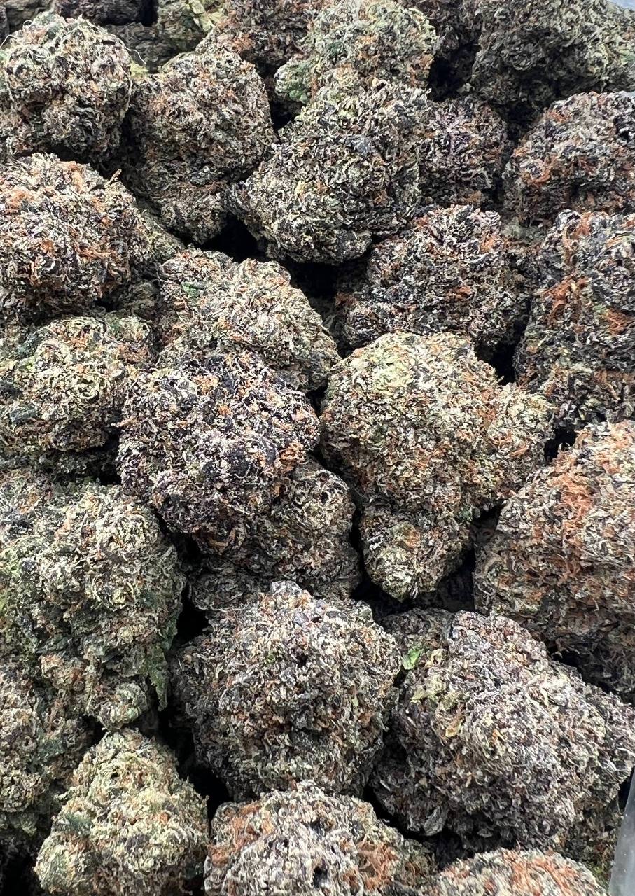 Blueberry Pancake (Qp 340)