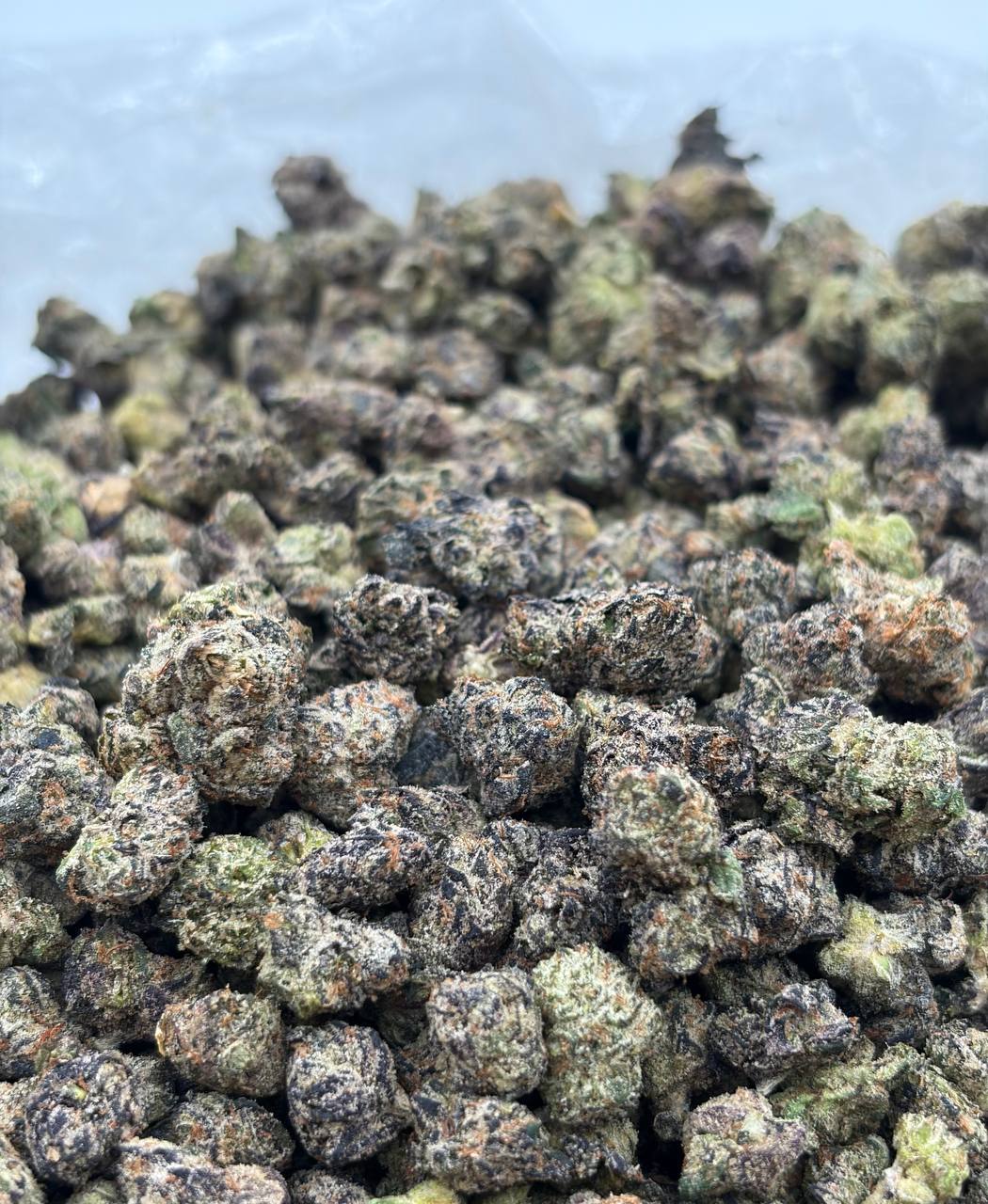 Blizzy Biscotti *Smalls  (Qp 300➡️280)