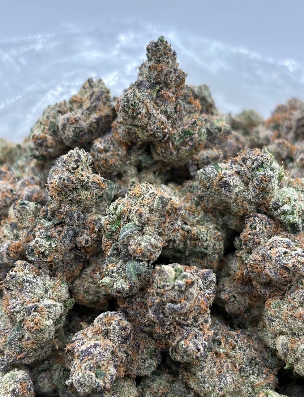 Pikachu (Qp 375)
