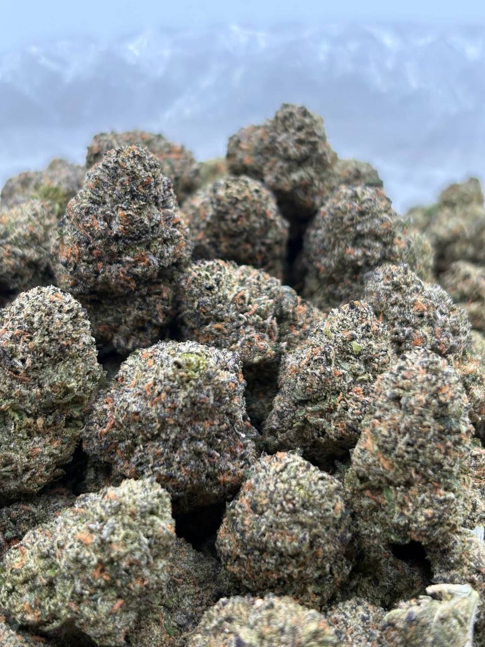 Raspberry Bacio  (Qp 350➡️320)