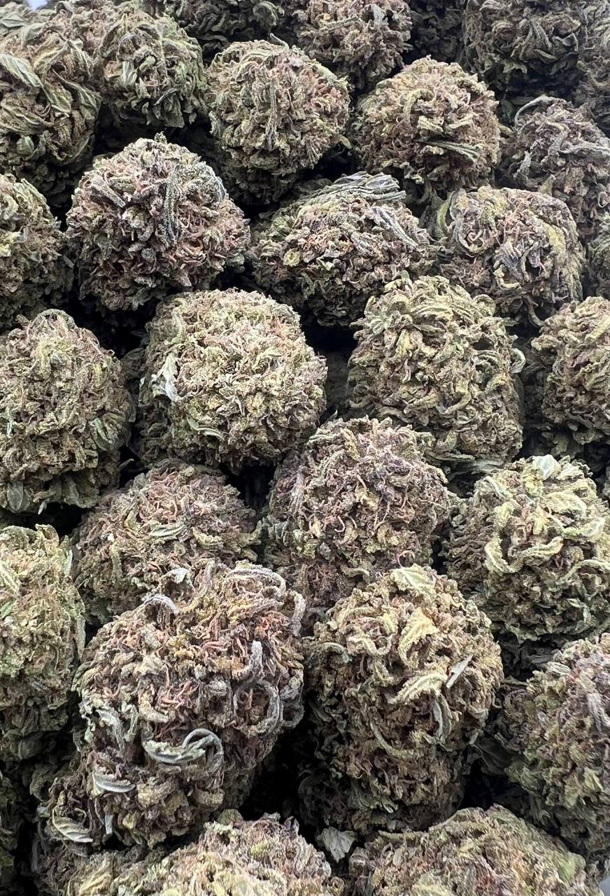 White Widow (Qp 230)