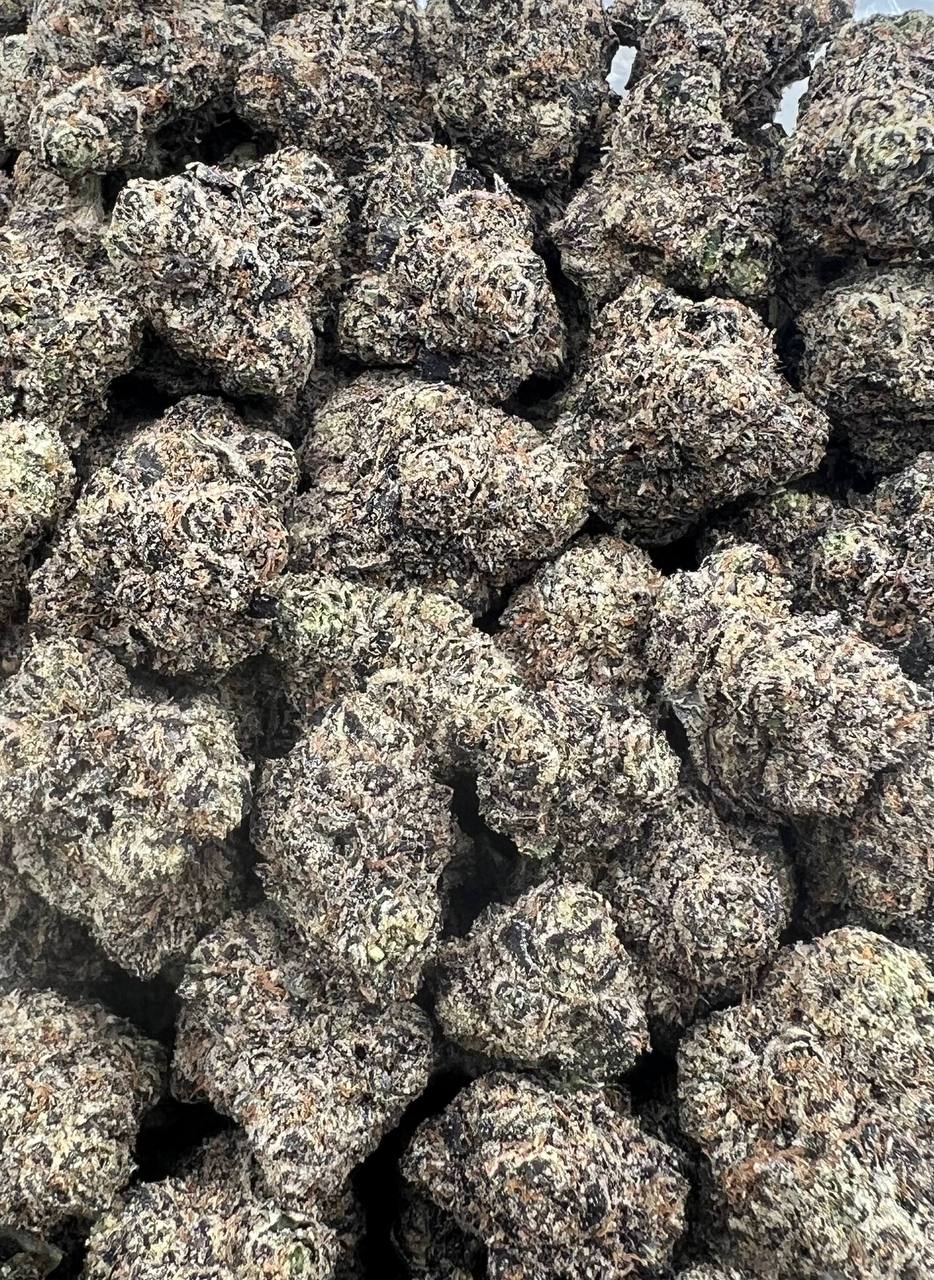 Blue Gotti (Qp 400）