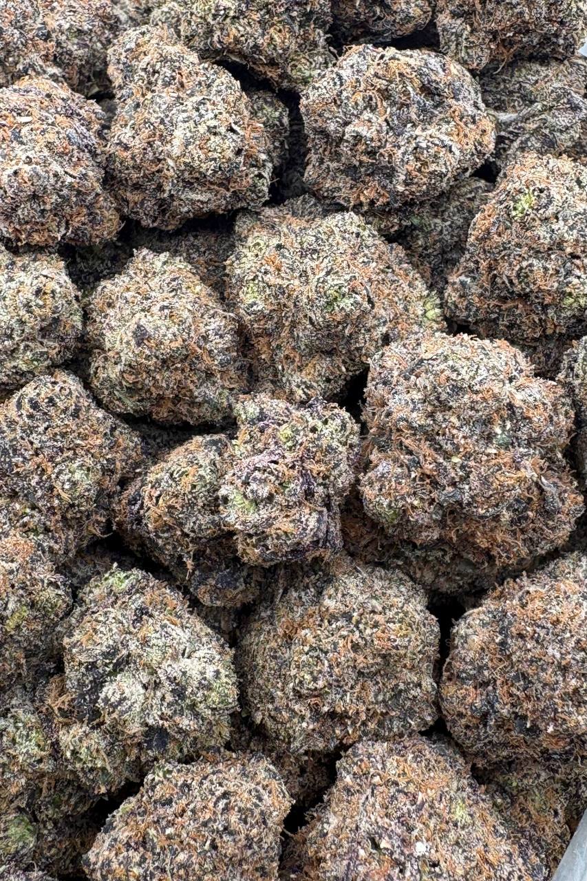 Unicorn Milkshake  (Qp 380)