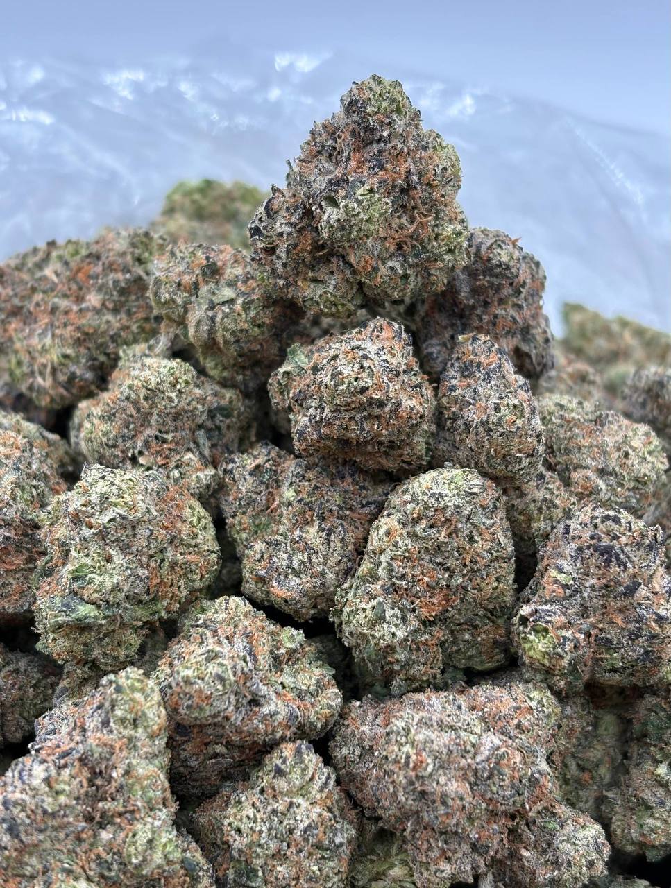 Sherbface  (Qp 335)