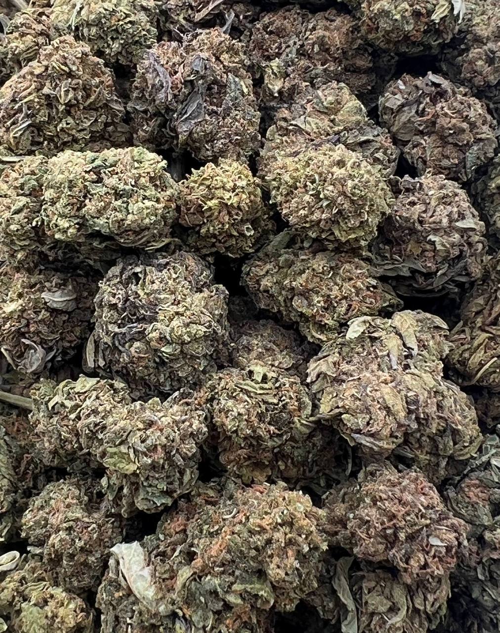 Northern Lights (Qp 190)