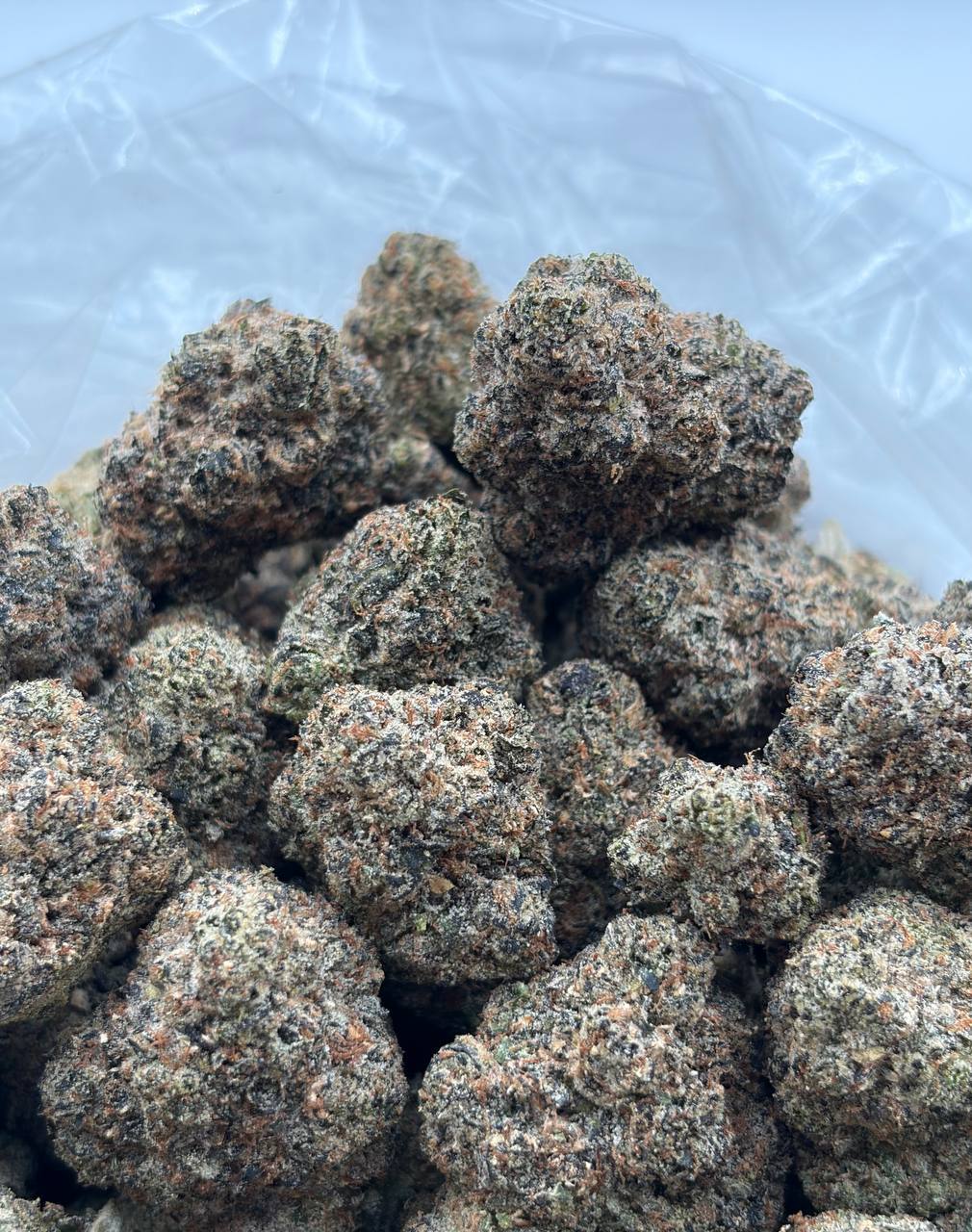 Jokerz  (Qp 360)