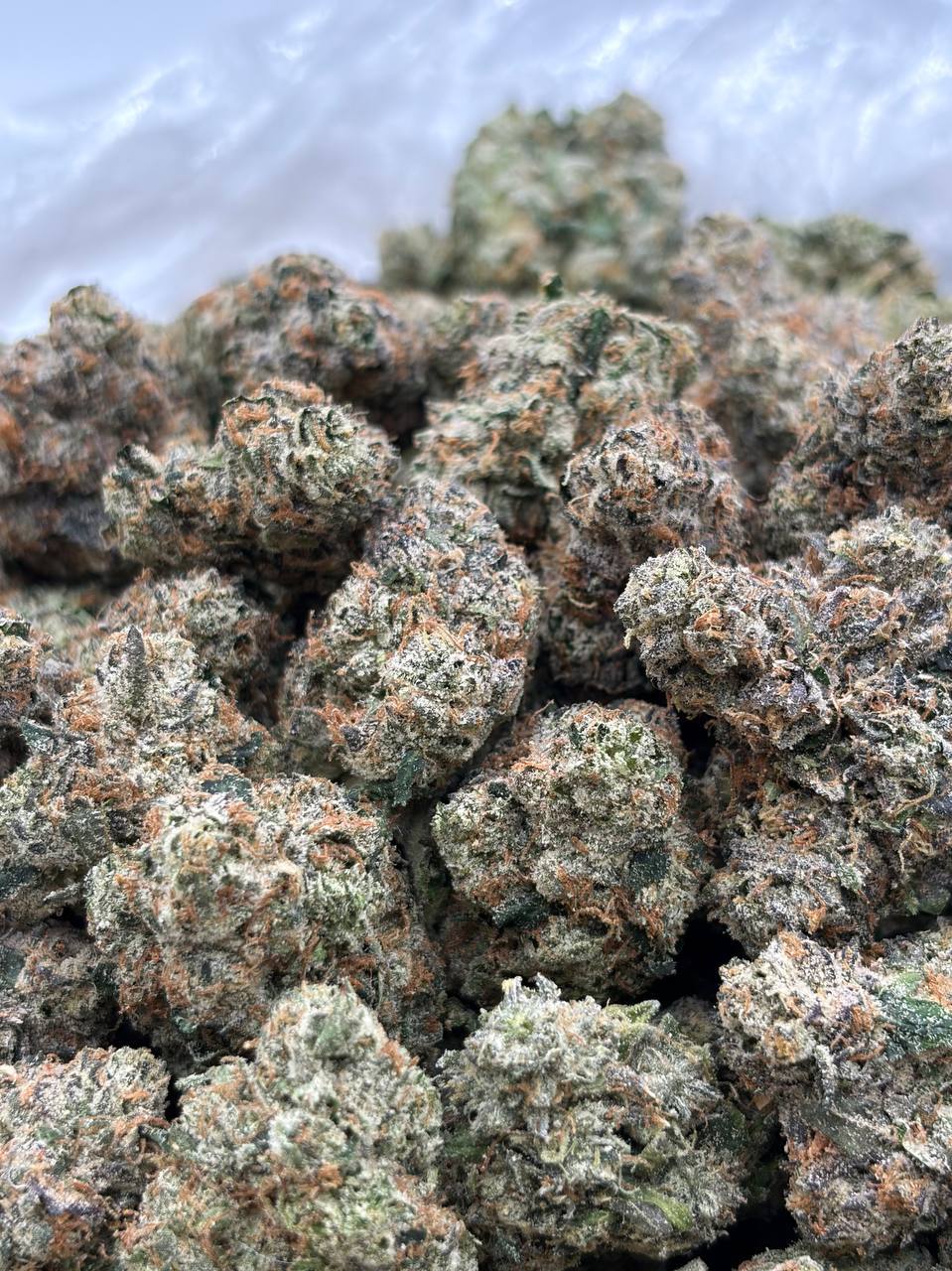Boston Cream Cake (Qp 350)