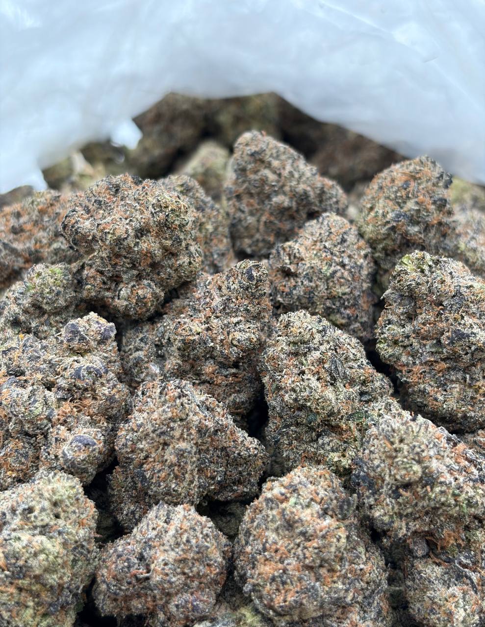 Runtz X Sherbacio (Qp 370)