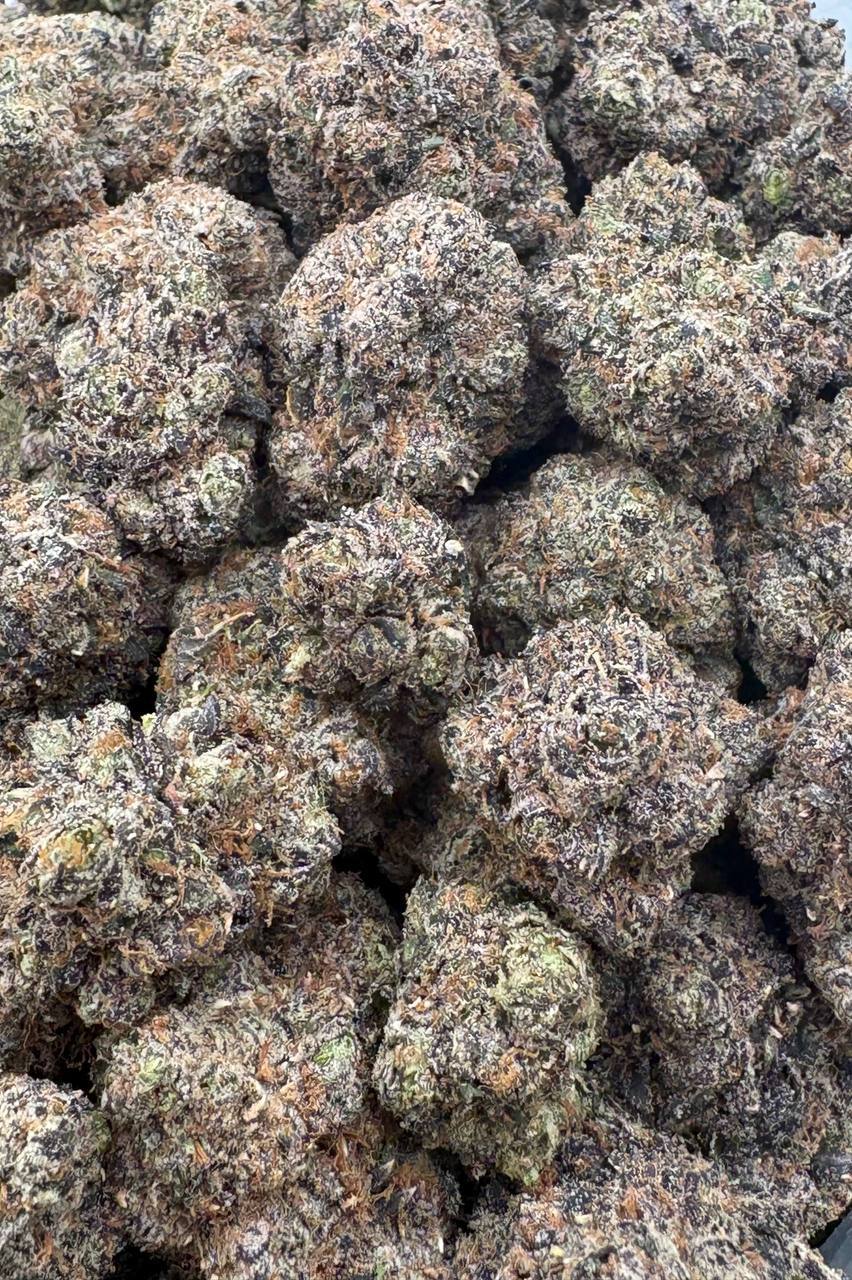 Blue Tiramisu  (Qp 365)